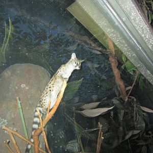 Jul. 2012-Large-spotted Genet