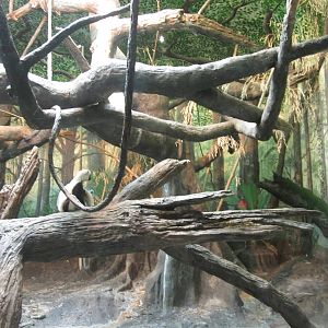 Jul. 2012-Coquerel's Sifaka exhibit