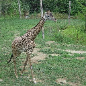 Jul. 2012-Kimba, the Masai Giraffe