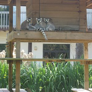 Ring tailed lemurs