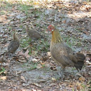 free-range hen with chicks