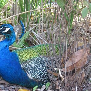 India blue peacock