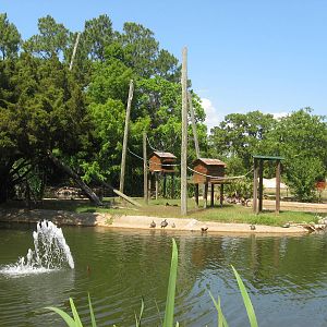 Howler monkey island