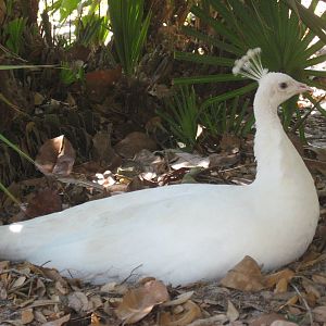 White peahen