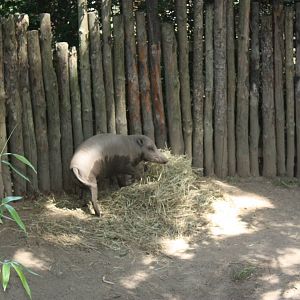 Australasia- Babirusa
