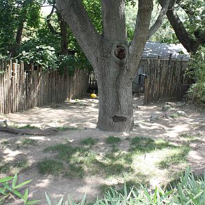 Australasia- Babirusa Exhibit