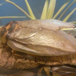 Jul. 2012-Bat Cave Cockroach