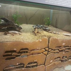 Jul. 2012-Big-headed Ant nursery