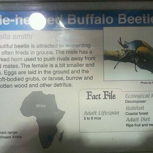 Jul. 2012-Buffalo Beetle sign