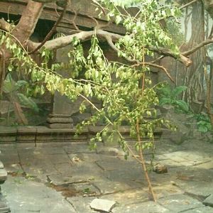 Jul. 2012-New trees in the Francois' Langur exhibit