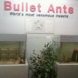 Jul. 2012-Bullet Ant exhibits