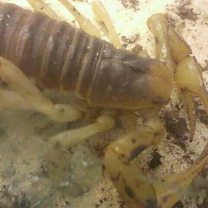 Jul. 2012-Desert Hairy Scorpion