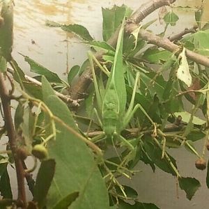 Jul. 2012-Green Leaf Katydid