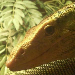 Jul. 2012-Quince Monitor