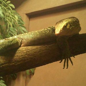 Jul. 2012-Quince Monitor