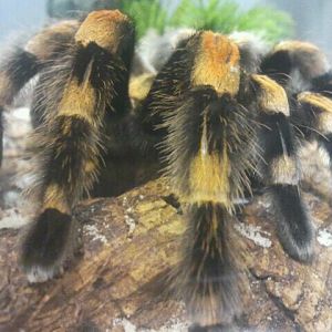 Jul. 2012-Mexican Red-knee Tarantula