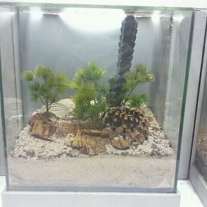 Jul. 2012-Mexican Red-knee Tarantula exhibit