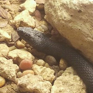 Jul. 2012-Mangrove Salt Marsh Snake