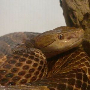 Jul. 2012-Southern Copperhead