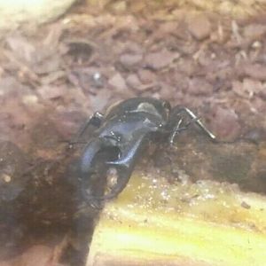 Jul. 2012-Deer-horned Stag Beetle