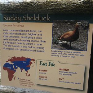 Jul. 2012-Shelduck sign