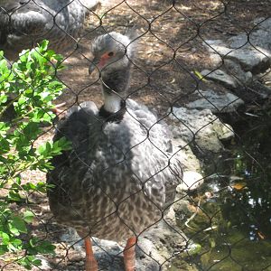 Jul. 2012-Crested Screamer