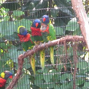 Jul. 2012-Green-naped Lorikeets