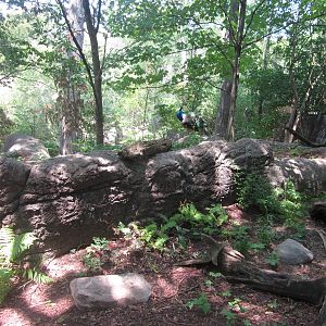 Jul. 2012-Former Eastern Box Turtle exhibit + Indian Blue Peafowl