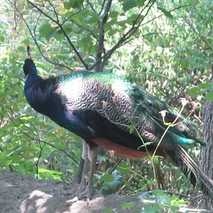 Jul. 2012-Free-roaming Indian Blue Peafowl