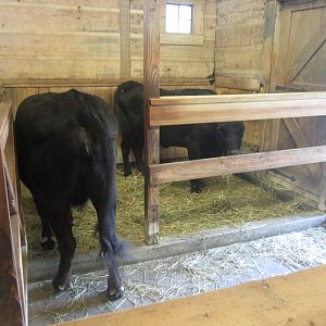 Jul. 2012-Dexter Cattle indoor stall