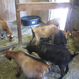 Jul. 2012-Nigerian Dwarf Goat indoor stall
