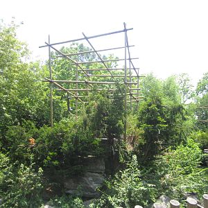 Jul. 2012-Siamang exhibit