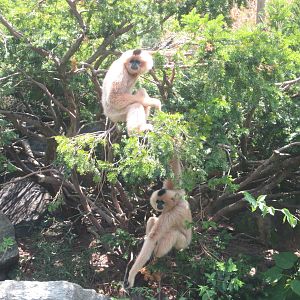 Jul. 2012-Buff-cheeked Gibbons