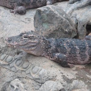 Jul. 2012-Chinese Alligator