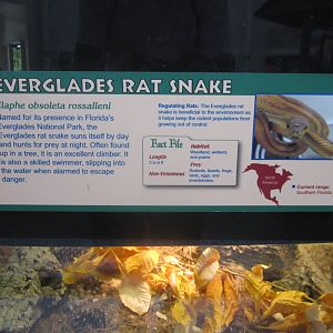 Jul. 2012-Rat Snake sign