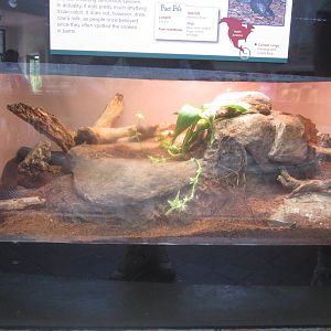 Jul. 2012-Black Milk Snake exhibit