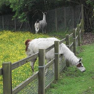 Sewerby Hall and Gardens, The Grass is Always Greener I