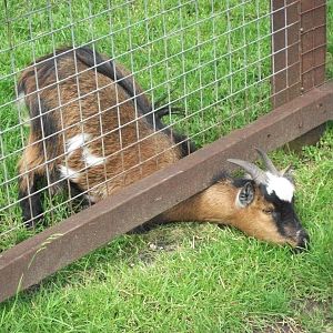 Sewerby Zoo, The Grass is Always Greener II