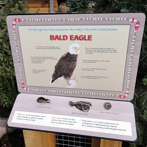 Rocky Shores - Bald Eagle Touch-able Graphic
