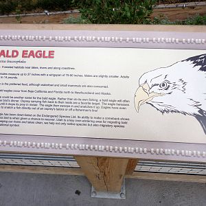 Rocky Shores - Bald Eagle Sign
