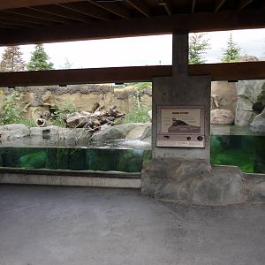Rocky Shores - River Otter Exhibit