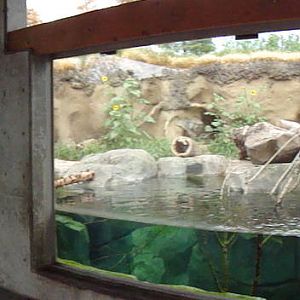 Rocky Shores - River Otter Exhibit