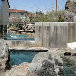Rocky Shores - Seal/Sea Lion Exhibit