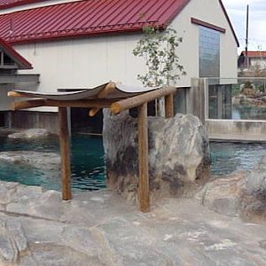 Rocky Shores - Seal/Sea Lion Exhibit