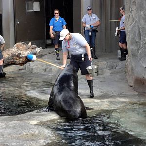 Rocky Shores - Sea Lion Training