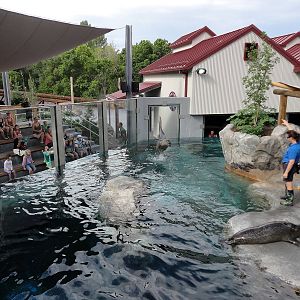 Rocky Shores - Harbor Seal Training