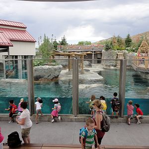 Rocky Shores - Seal/Sea Lion Exhibit