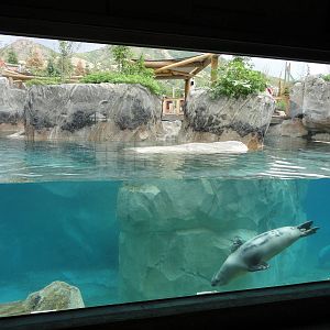 Rocky Shores - Seal/Sea Lion Exhibit