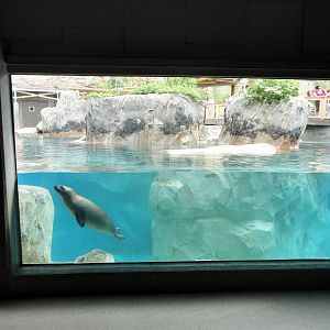 Rocky Shores - Seal/Sea Lion Exhibit