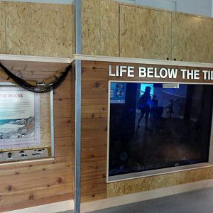 Rocky Shores - Wave Crash Tank